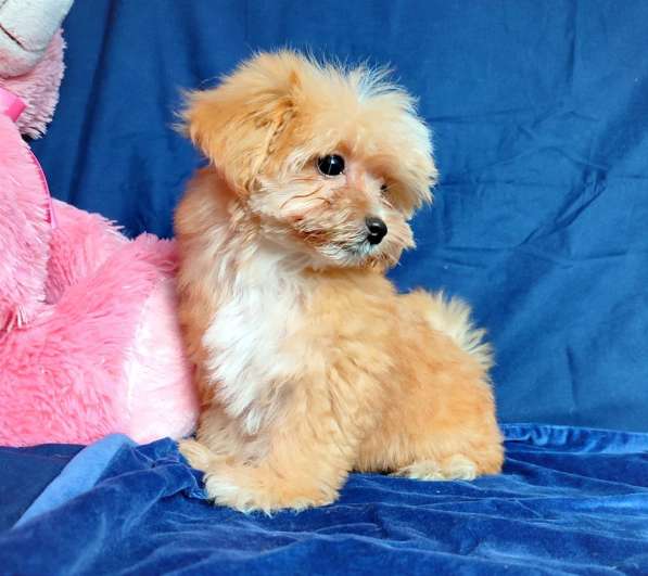 Щенок Той-Пуделя Кайа в фото 6