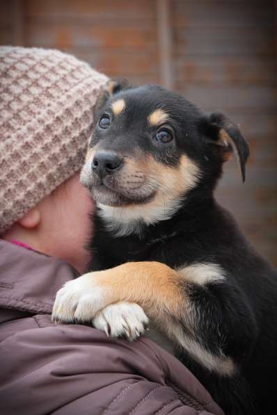 Собака в хорошие руки щенки в Санкт-Петербурге фото 5