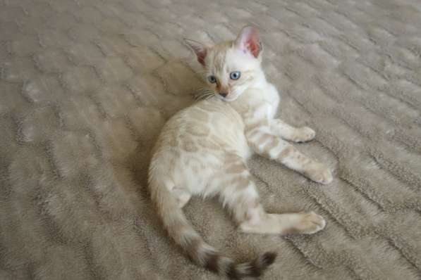 Бенгальские котята в фото 9