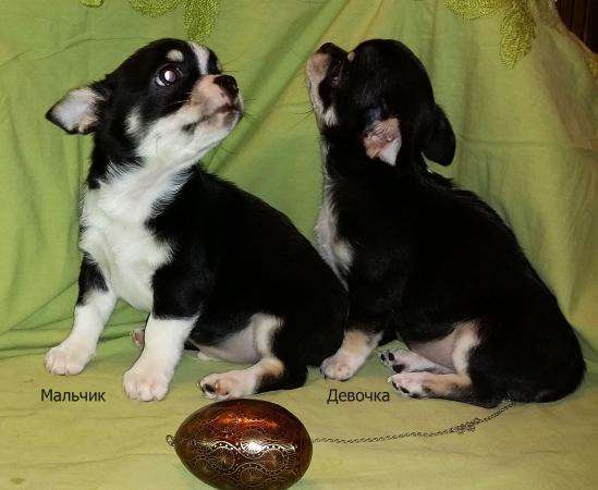 ЧИХУАХУАЗамечательная мини-девочка в Санкт-Петербурге фото 4