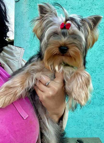 Йоркширский терьер. Мелкий стандарт в 