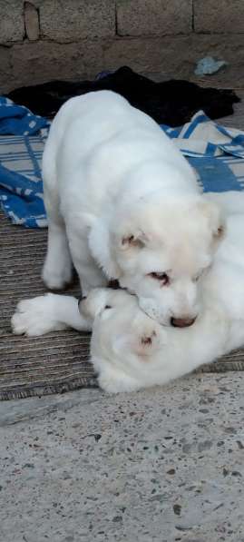 Продаются щенки алабаи от крупных родителей в фото 13