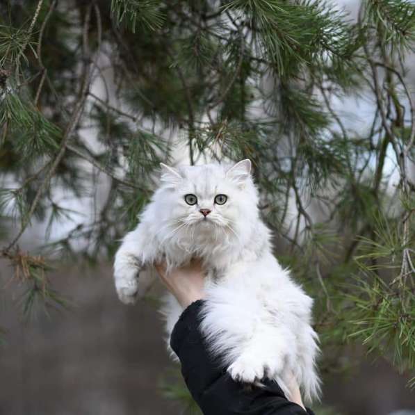 British Longhair Male ns 11.Swoy class