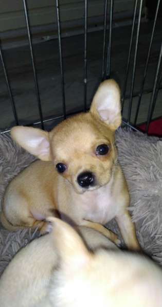 Милые щенки Чихуахуа 2 месяца в Железнодорожном фото 4