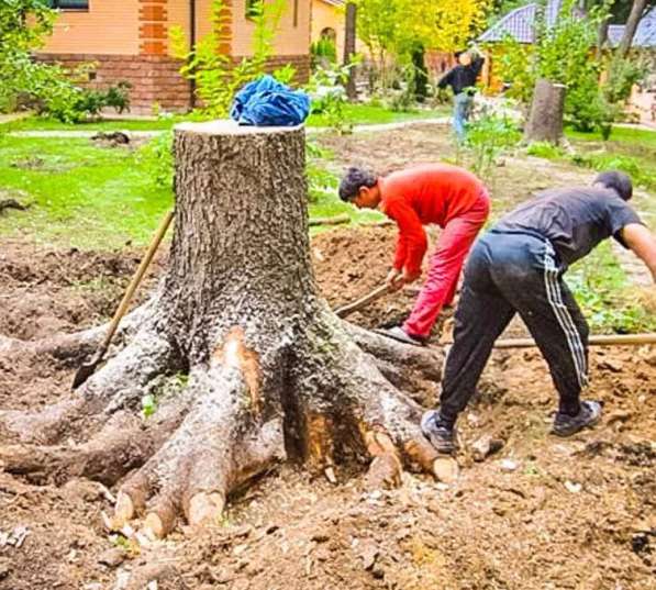 Корчевание Воронеж, корчевание пней в Воронеже в Воронеже фото 3