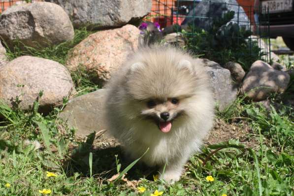 Шпиц в Санкт-Петербурге фото 16