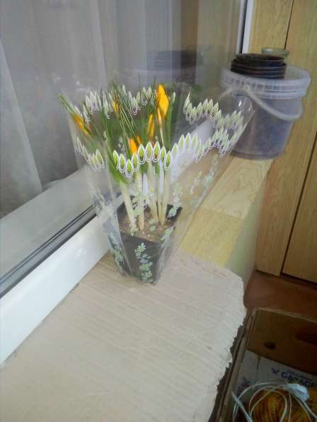 Цветы к 8 марта: нарциссы, крокусы, гиацинты, примулы в фото 3