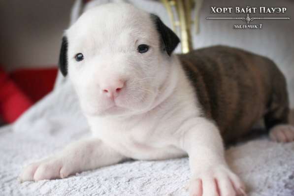 Щенки Американского Пит-бультерьера в фото 17