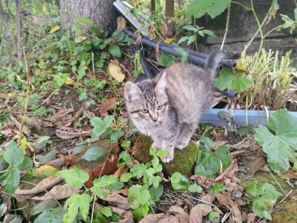 Котёнок девочка в Москве фото 17