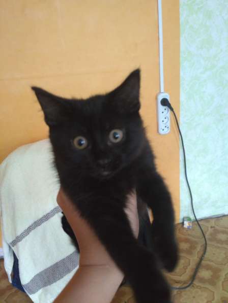 Отдам котенка Девочка, черная полностью в Красноярске