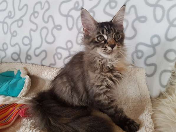 Взрослые девочки из питомника, возможно в совладение в Екатеринбурге фото 34