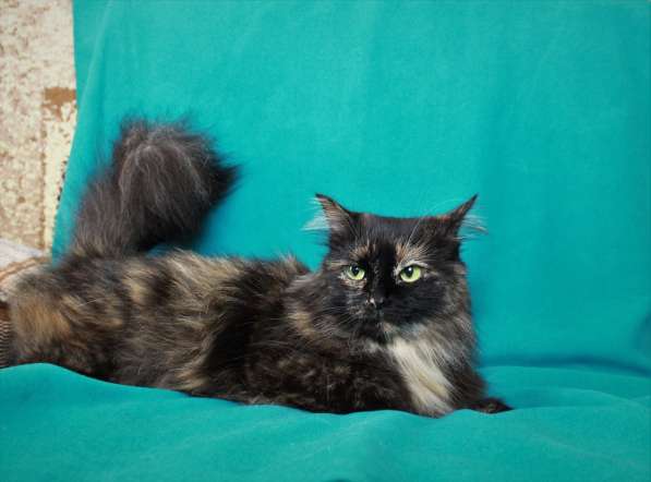 Эсми – космическая красота. Молодая кошечка в дар в Калуге фото 13