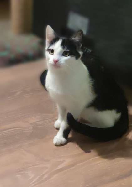 Милый котёнок Зося в добрые руки в Москве фото 4