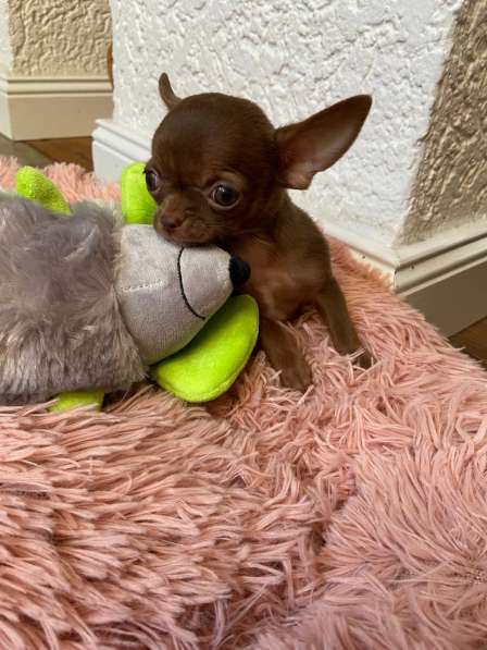Chihuahua puppy’s в фото 5