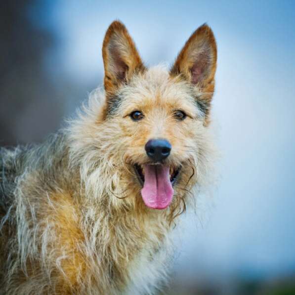 Трогательный Чарлик ищет дом в Москве фото 49