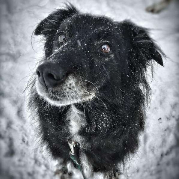 Весёлая, ласковая Чукча ищет семью в Москве фото 34
