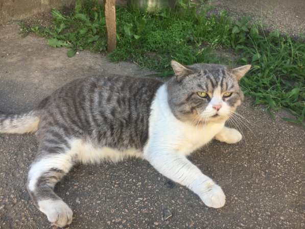 Котята: Британец и Вислоухие Шотландцы