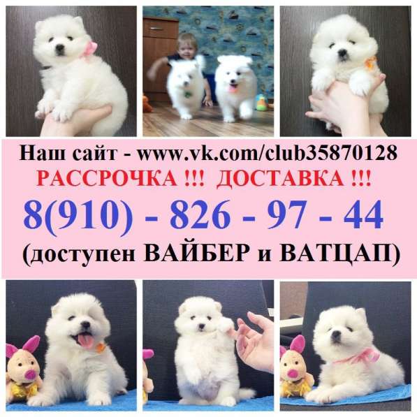 Щенки самоедики