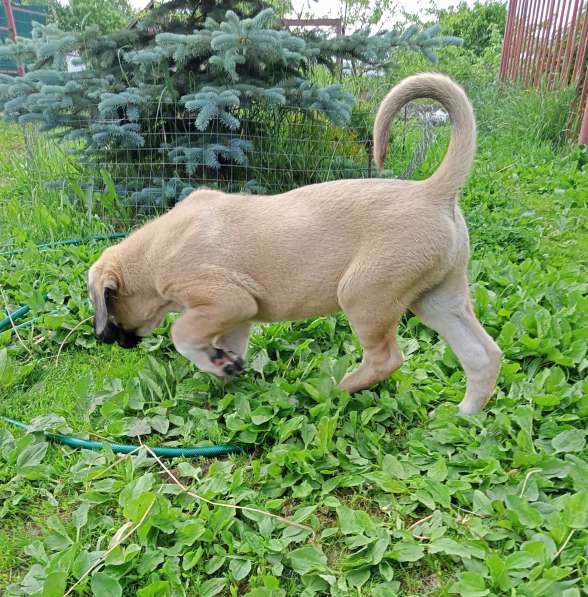 Щенки Кангальской овчарки в Москве фото 22