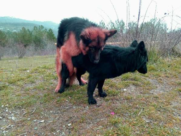 Отличный Кобель немецкой длинношерстной овчарки в Алуште фото 28