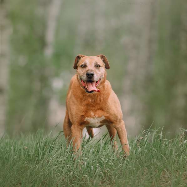 Воспитанный Бисмарк ищет семью в Москве фото 19