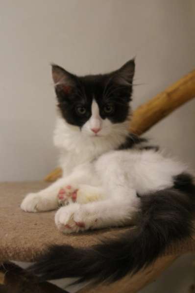 Котята Мейн Кун в Самаре фото 13