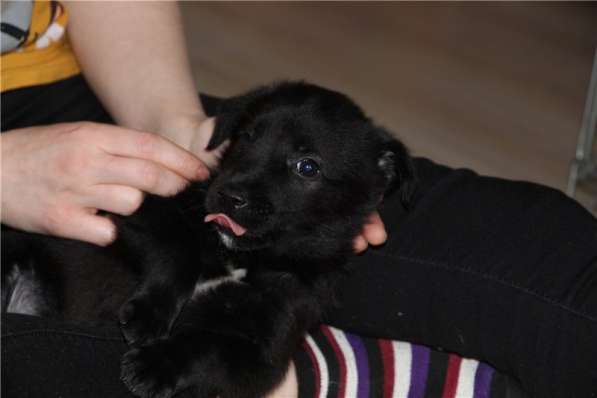 Москва, МО. Чудесные малыши ищут дом в Москве фото 3