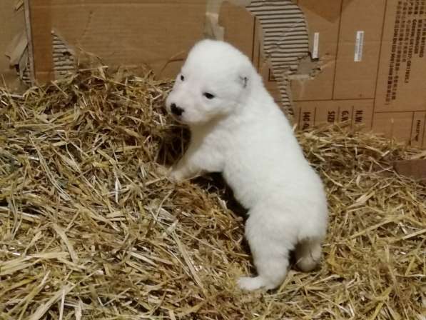 Щенки Среднеазиатской овчарки в Москве фото 17