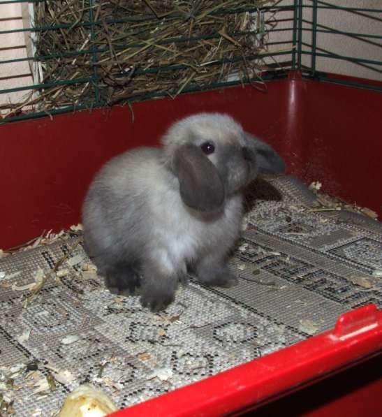 Крольчата вислоухие карликовые в Туле фото 3