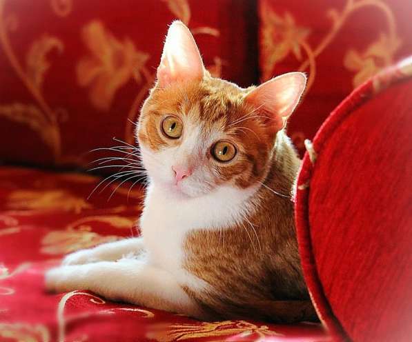 Котик Боня - комнатное солнышко! В добрые руки