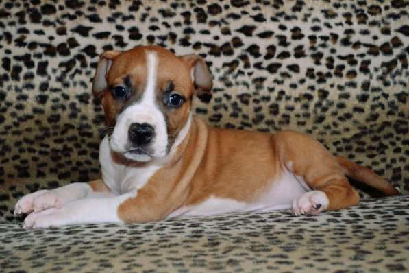 Шикарные Амстаффики мальчики и девочки ркф в Москве фото 9