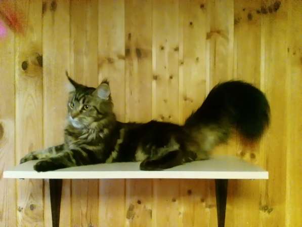 Мейн-кун девочка в Подольске фото 6