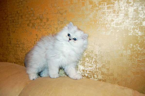 Персидские котята серебристая и золотая шиншилла в Москве фото 4