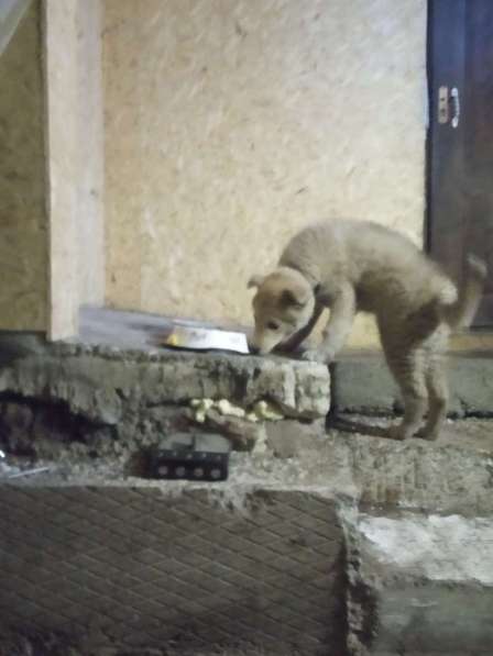 Щенок маламут в Красноярске фото 10