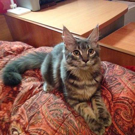 Великолепная красавица кошечка мейн кун