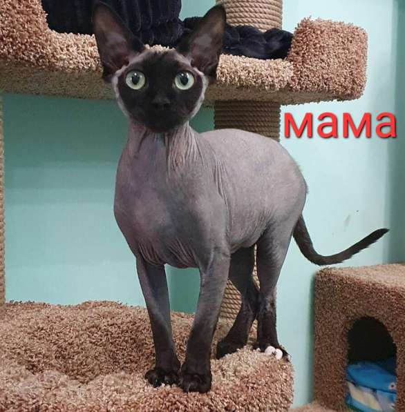 Канадский сфинкс котята в Москве фото 13