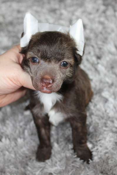 Пуховый мальчик кхс в Москве фото 16