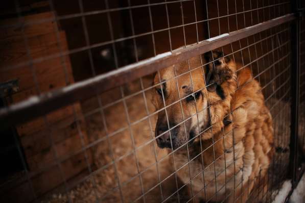 Кохинор ищет семью в Москве фото 28