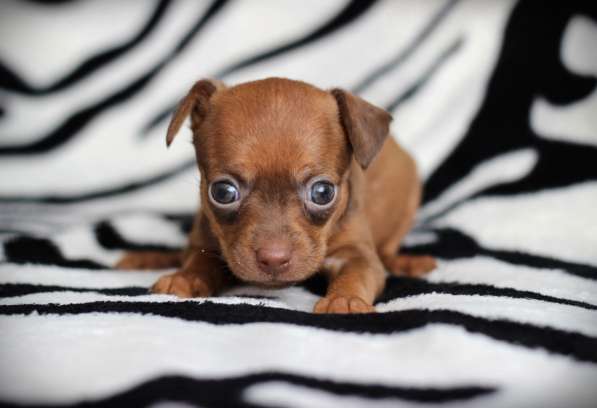 Щенки Русского той -терьера в Новосибирске фото 8