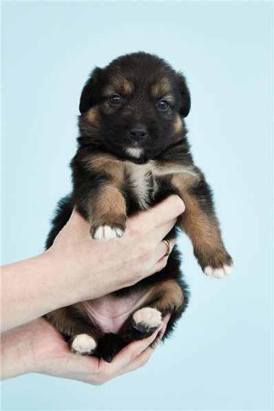 Москва, МО. Чудесные малыши ищут дом в Москве фото 7