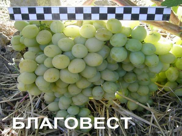 Продам саженцы и черенки винограда в Нижнегорском фото 11