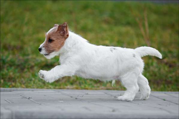 Джек рассел щенки в Санкт-Петербурге фото 7