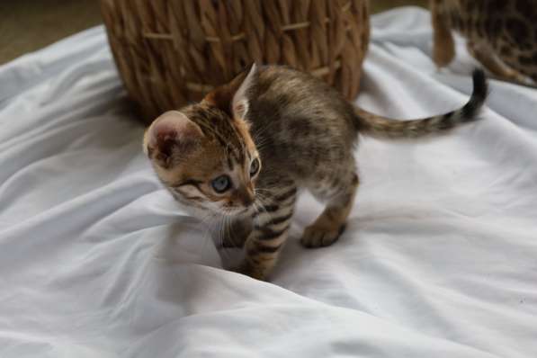 Bengal kittens в фото 11