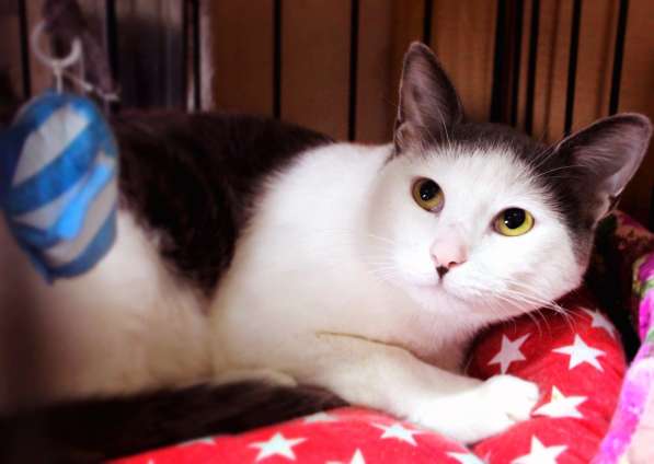 Котик Джуд Лоу