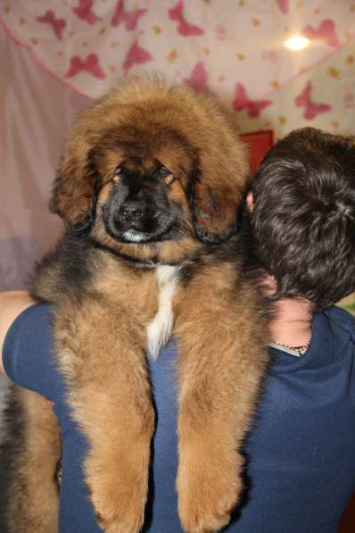 В продаже щенки Тибетского мастифа в Нижнем Новгороде фото 5