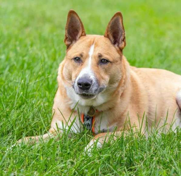 Рик в поиске дома! в Москве фото 13