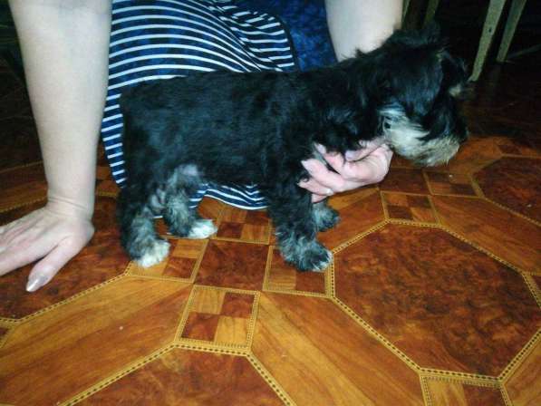 Щенки цвергшнауцеры в Шахтах фото 5