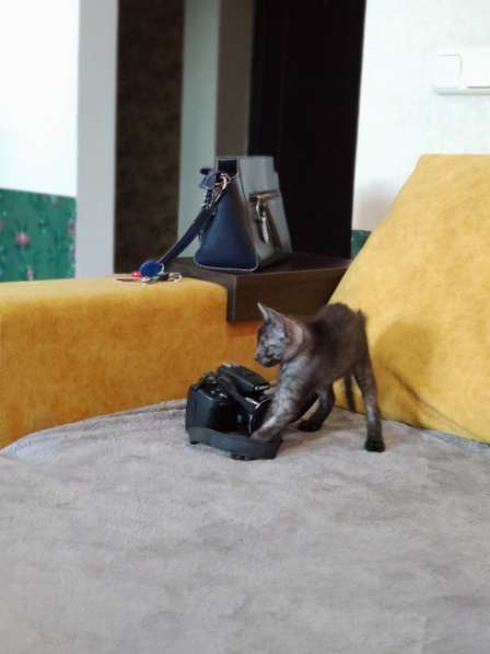 Египетская Мау котята дымчатые. Редкая, эксклюзивная порода в фото 12
