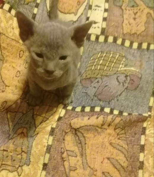 Донской сфинкс в фото 11