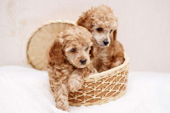 Щенки карликового пуделя